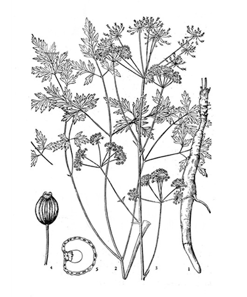 Natural Products isolated from Changium smyrnioides - BioCrick