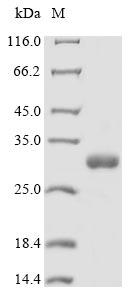 Miraculin, Recombinant Protein 