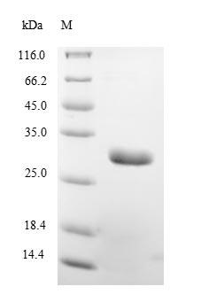 Outer surface protein A (ospA), Recombinant Protein