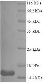 Serum amyloid A-3 (Saa3), Recombinant Protein 