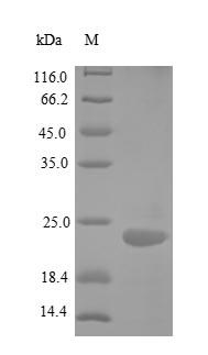 Tumor necrosis factor receptor superfamily member 25 (TNFRSF25), Recombinant Protein