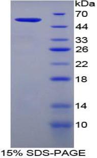 Filaggrin (FLG), Recombinant Protein For Research Use | High Purity ...