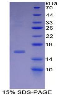 Inhibin Beta B (INHbB), Recombinant Protein