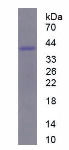 Fusion (FUS), Recombinant Protein