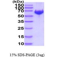 SOS1, Recombinant Protein