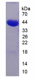 Gasdermin D (GSDMD), Recombinant Protein