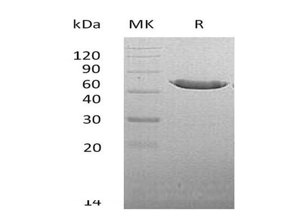 Carboxypeptidase A2 (Cpa2), Recombinant Protein