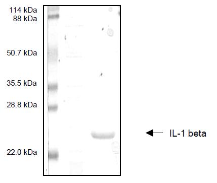 Interleukin-1 Beta (IL-1B), Recombinant Protein 