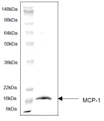 Monocyte Chemotactic Protein-1 (MCP-1), Recombinant Protein