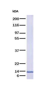 Leptin, Recombinant Protein