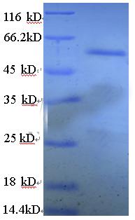 RNA-binding protein FUS, Recombinant Protein 