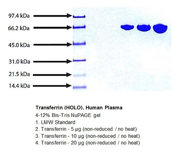 Transferrin (HOLO) (TF), Protein