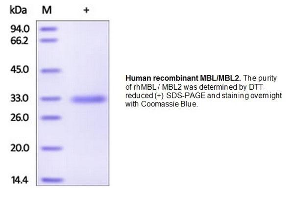 MBL/MBL2, Recombinant Protein