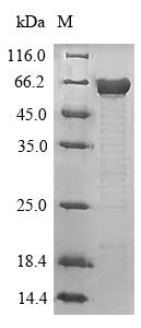 Microtubule-associated protein tau (Mapt), Recombinant Protein 