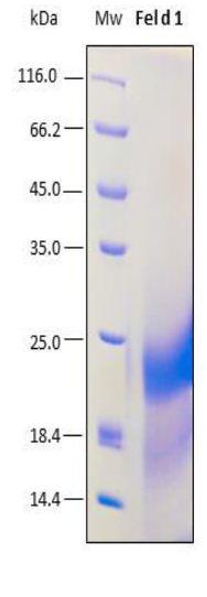 Fel d 1, Recombinant Protein