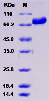 DBH / Dopamine beta-Hydroxylase, Recombinant Protein