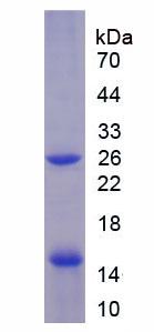 Inhibin B (INHB), Recombinant Protein