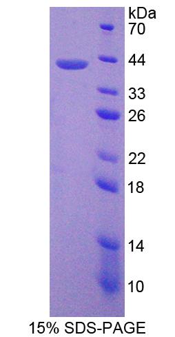 G Protein Beta 2 (GNb2), Recombinant Protein